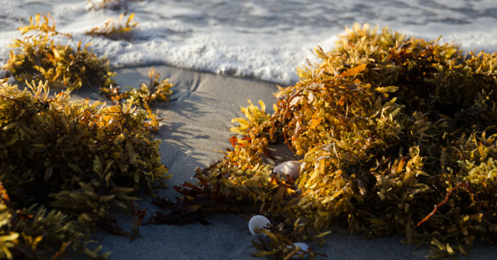 Close-up view of seaweed sitting on a mound of sand with bubbles in the background as waves crash upon the shore