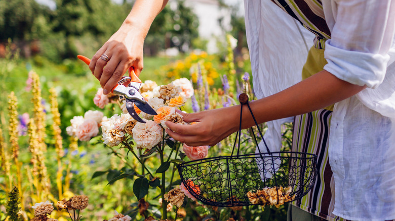 12 flowers you should deadhead in July for more beautiful blooms and lasting color