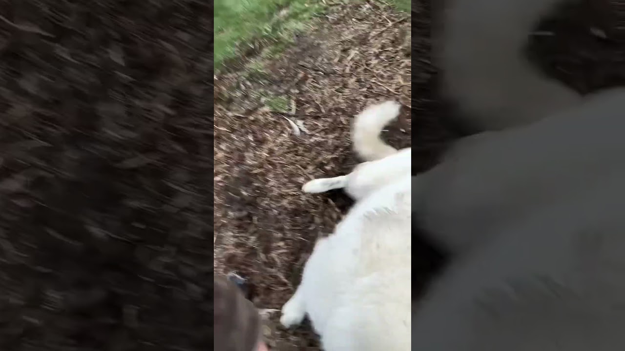 Transform these filthy guardian dogs
