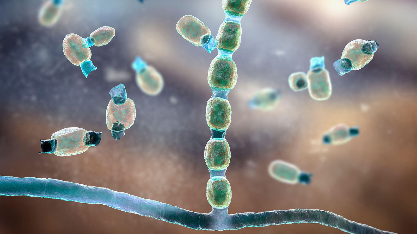 Novel antifungal shows activity in valley fever