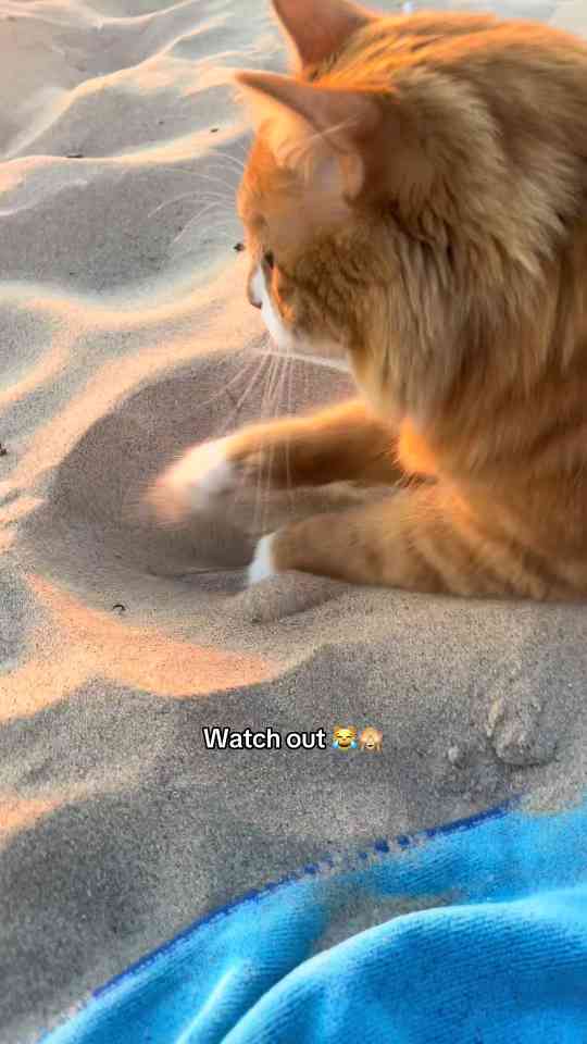 Why cats surprise their owners with the cutest behaviors