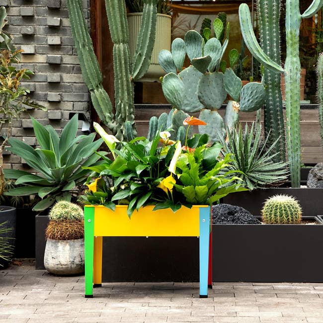 Raised planter box with diverse plants and cacti outdoors, showcasing stylish garden decor