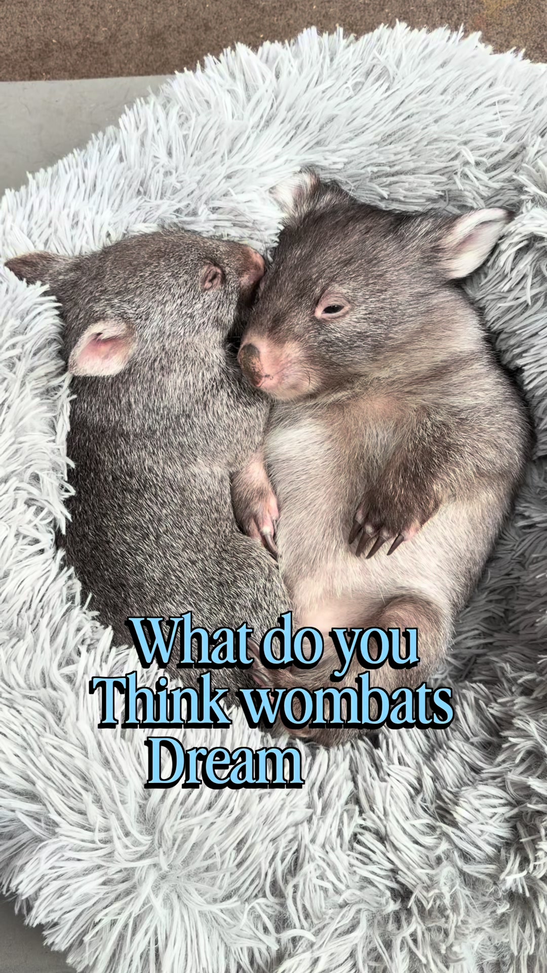 A peaceful look at a sleeping wombat