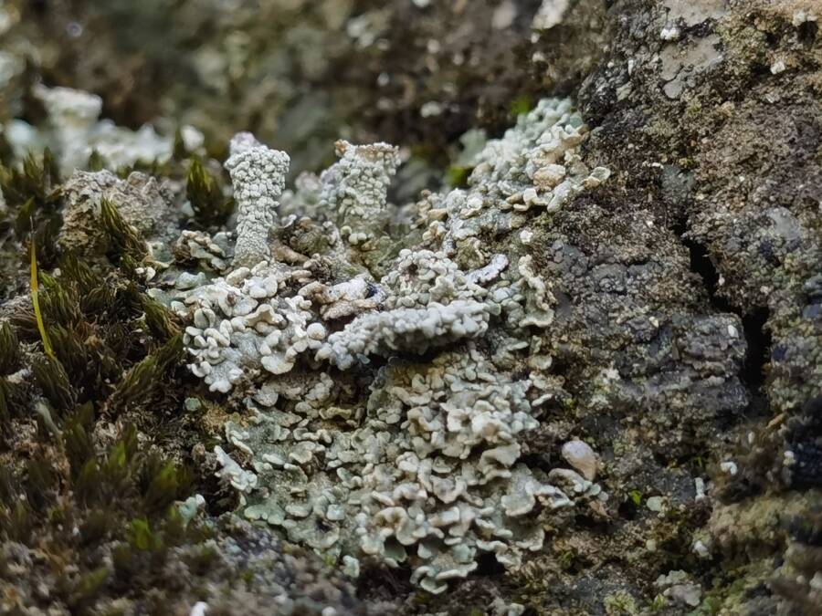 Biocrusts On The Great Wall