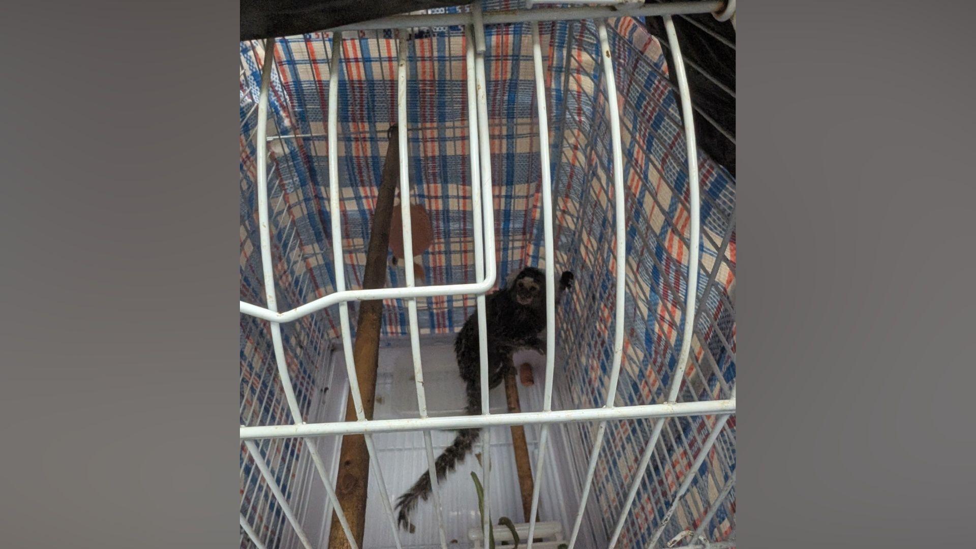 The monkey was found abandoned inside a bird cage in a laundry bag