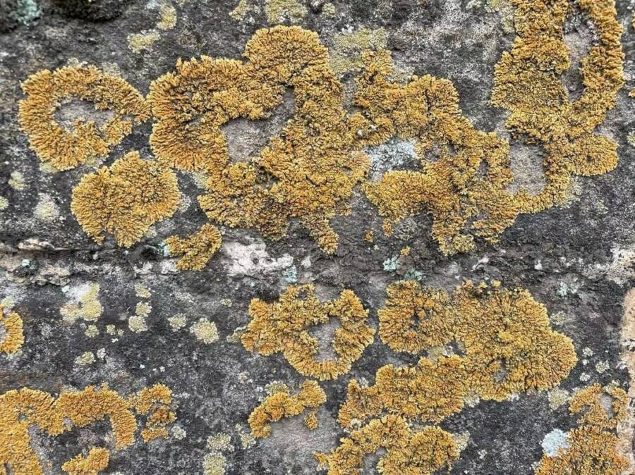 Biocrust On Great Wall Of China