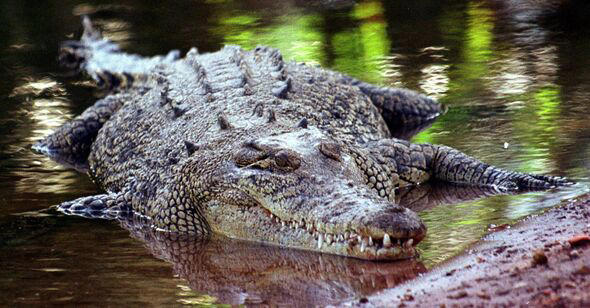 A salt water crocodile similar to the one which snatched and killed Brett Mann, 22, in Australia's Northern Territory