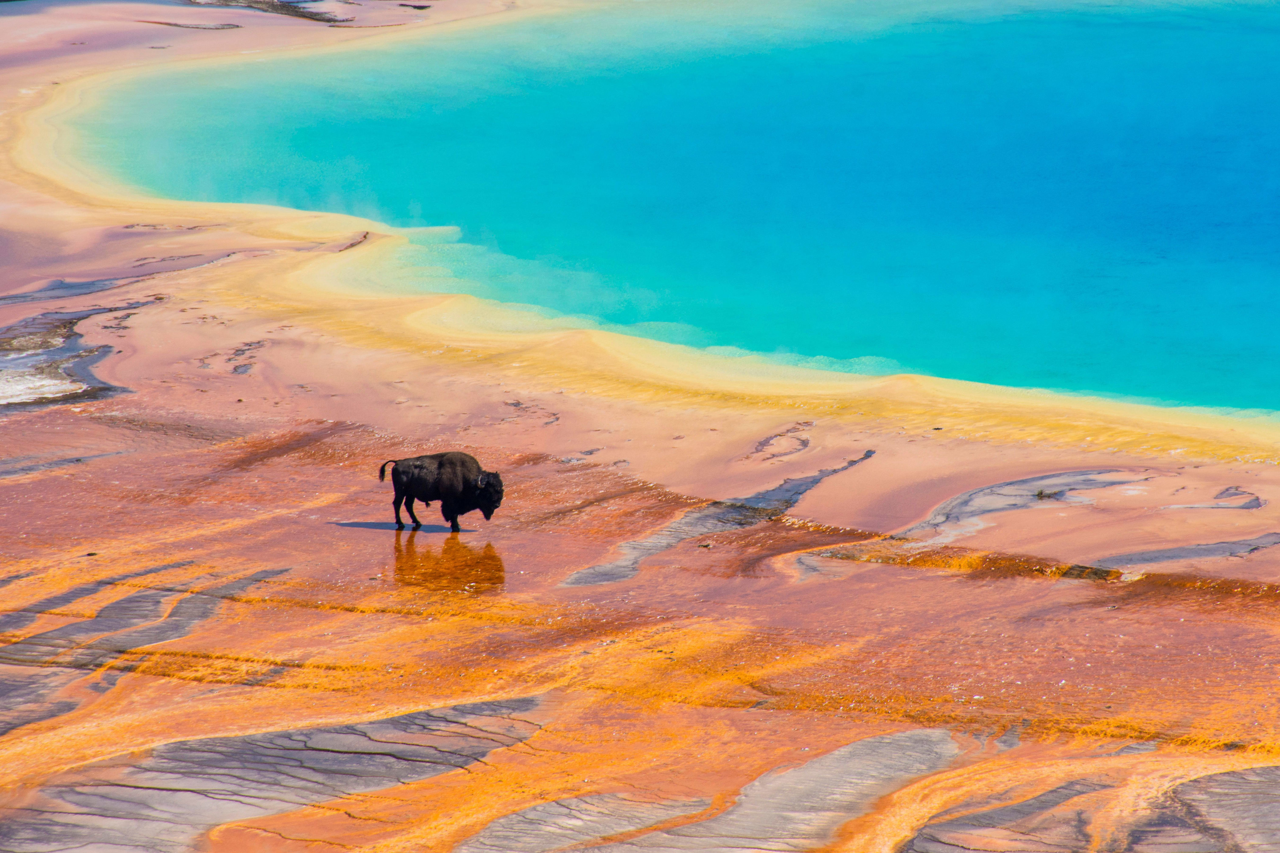 Yellowstone National Park Tourists Enter Banned Area That Roasted A Bison Alive
