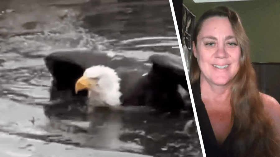 Famous eagle recovering after territorial clash, rescue group says