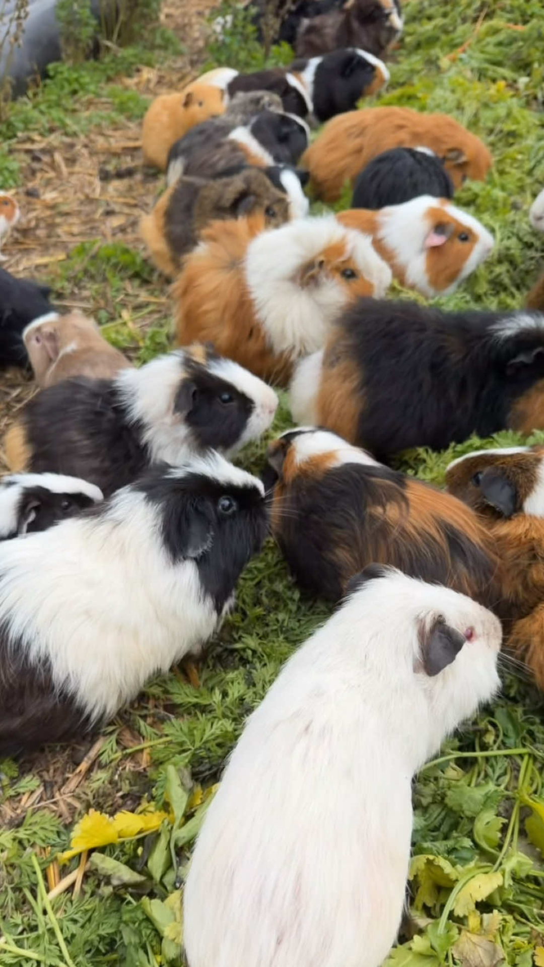 Inside a free range guinea pig hobby farm