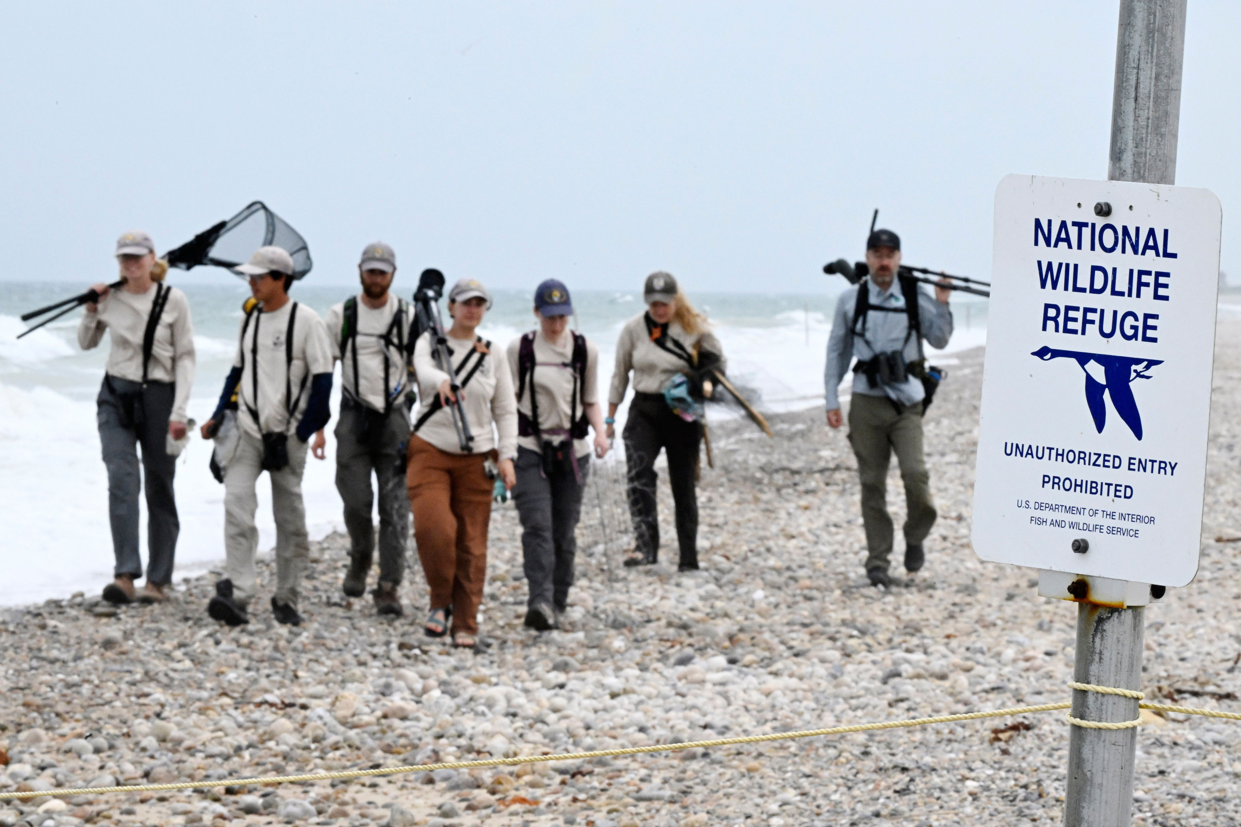 United States Fish and Wildlife Service crew walk along Moonstone beach after banding oystercatchers at Trustom Pond National Wildlife Refuge (Copyright 2026 The Associated Press. All rights reserved.)