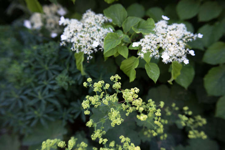 Cape Cod Cottage Garden hydrangea lady's mantel