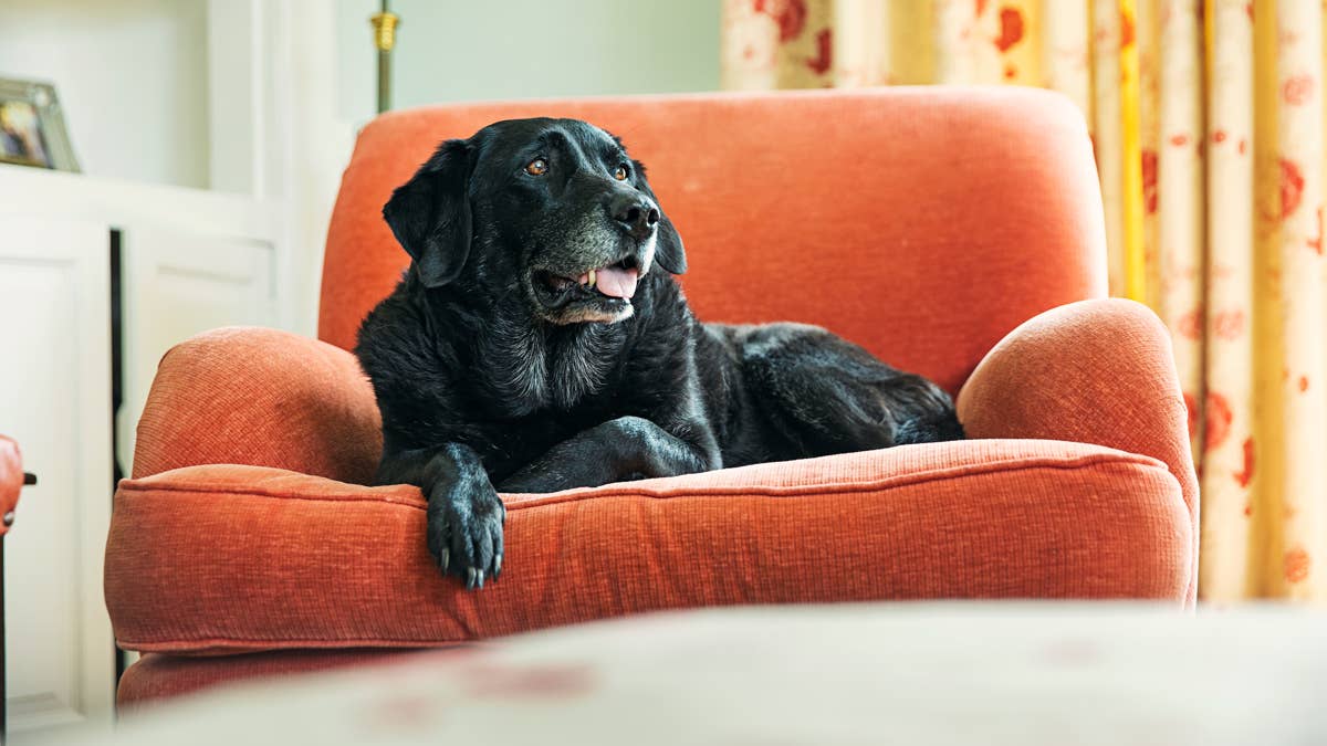 This Dog Mom May Have Accidentally Created Her Black Lab’s Clingy Habit