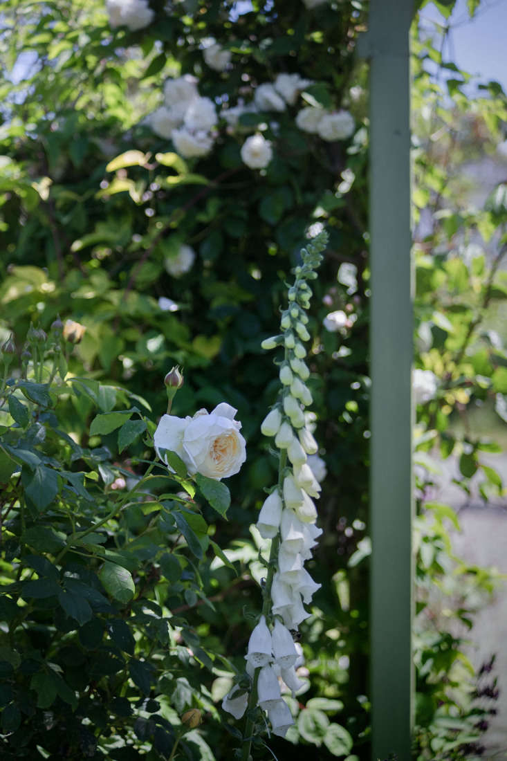 Cape Cod Cottage Garden yellow rose