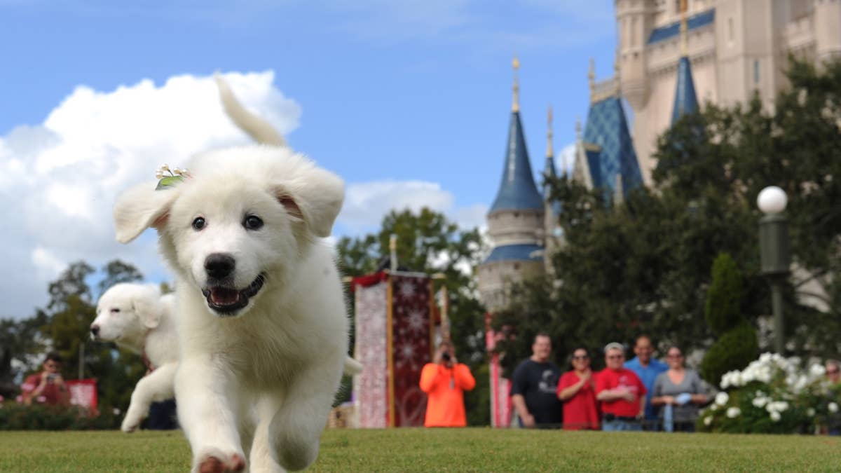 Yes, You Can Stay at Disney World With Your Dog—Here's Exactly How It Works