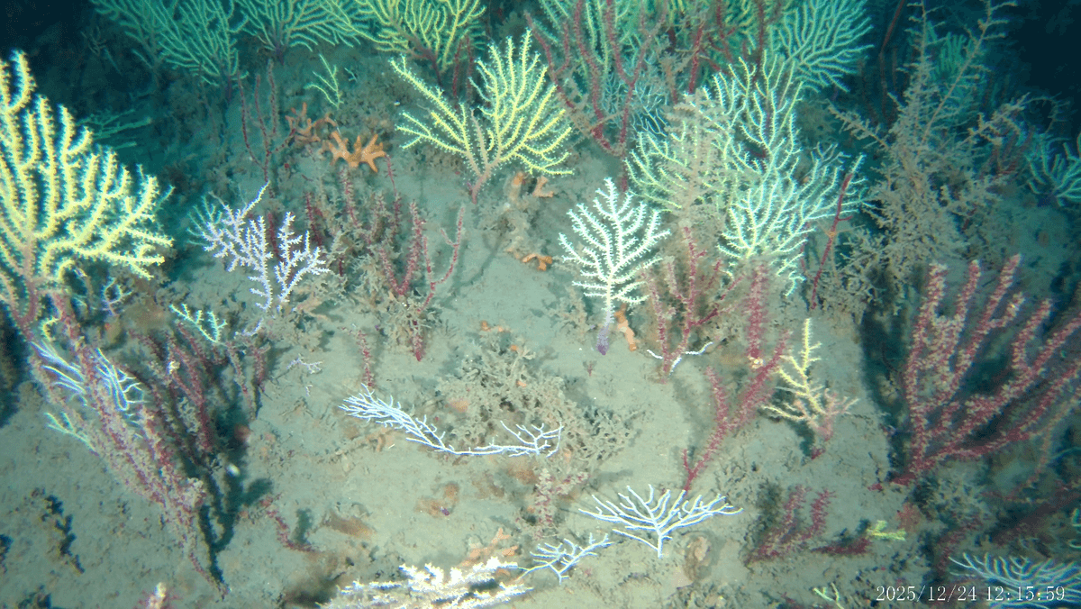 After more than 60 years presumed dead, a coral reef is alive and thriving off the coast of Benin