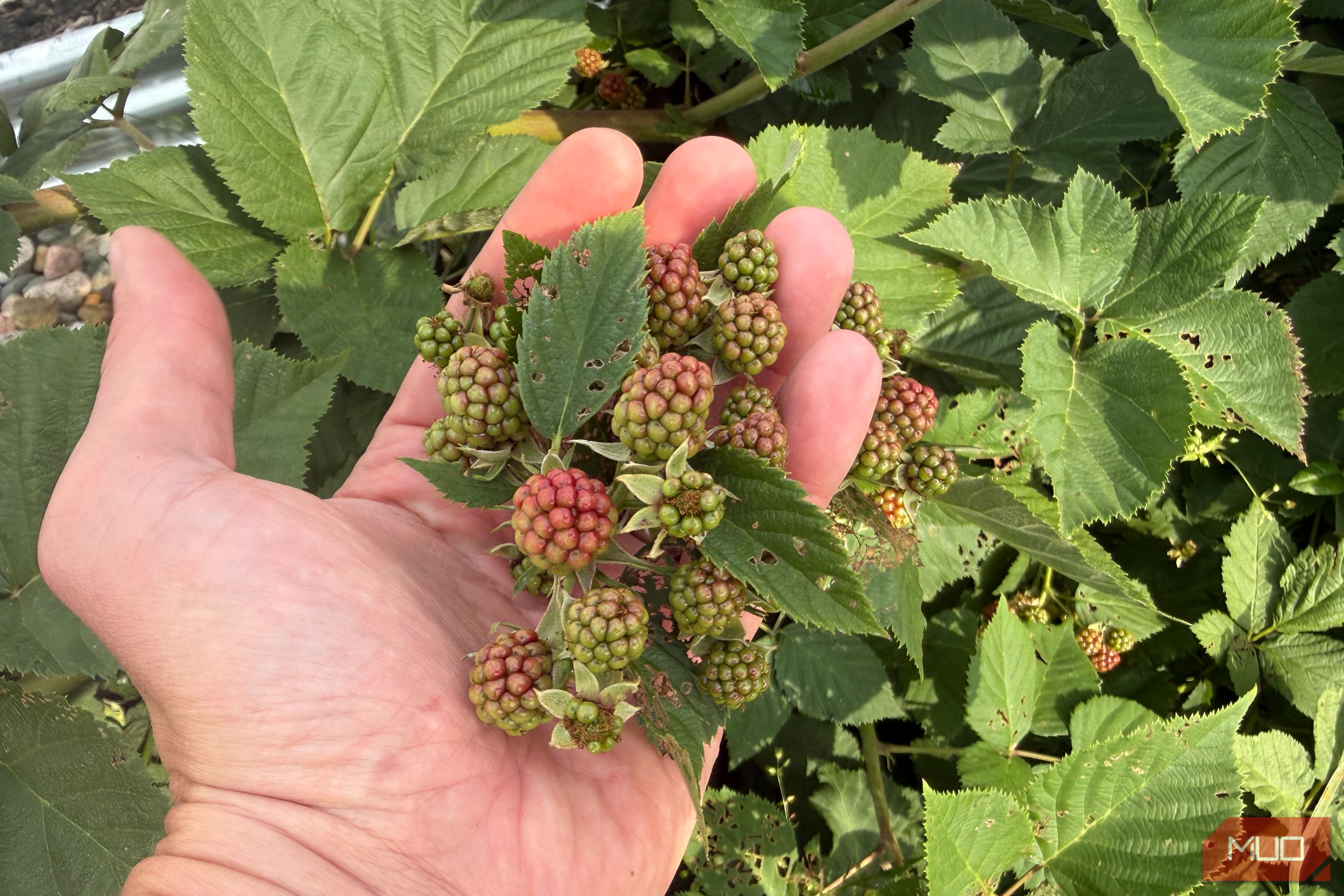 I couldn't tell my weeds from my berries — a few Claude photos sorted the bed out