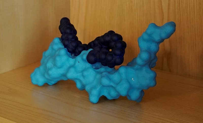 FILE PHOTO: Scientific model of the molecule semaglutide in Hellerup