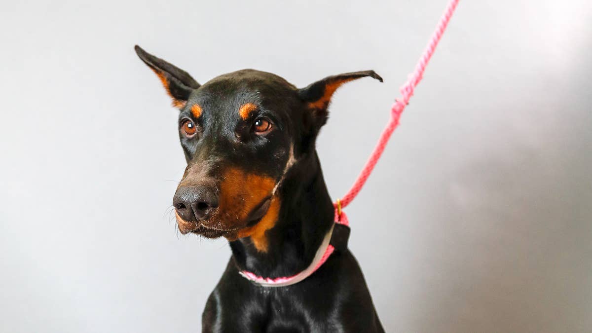 Big Scary Doberman Hilariously Faces Off With a Small Kitten Over His Bed and Immediately Regrets It