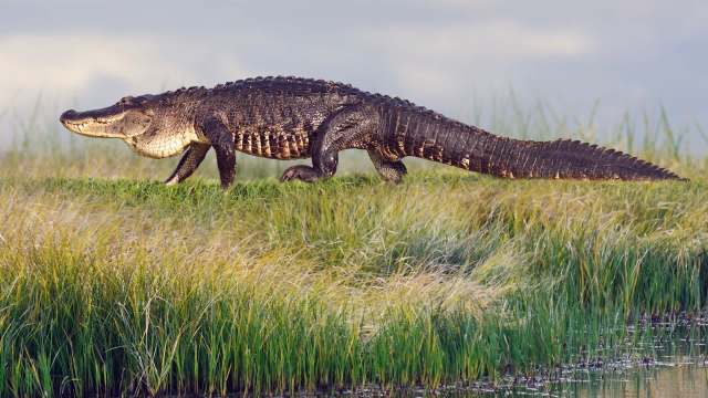 A large crocodile walking along a grassy area beside a body of water under a cloudy sky.