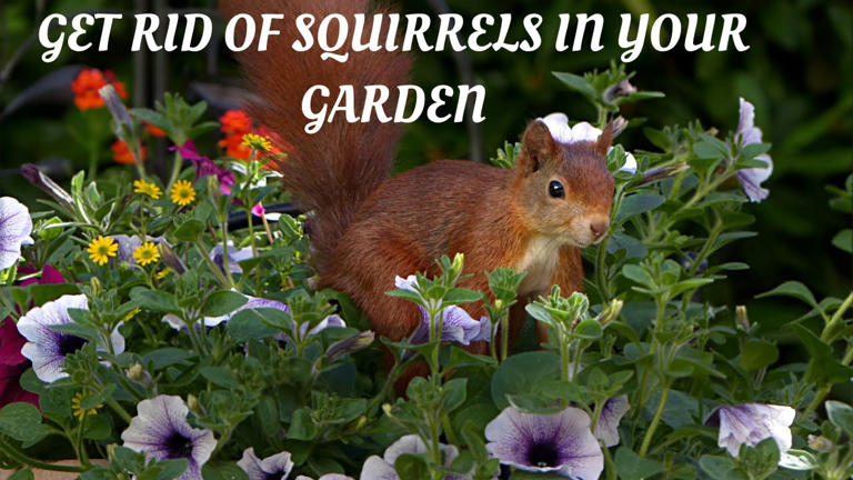 How to stop squirrels destroying your garden with one simple flower