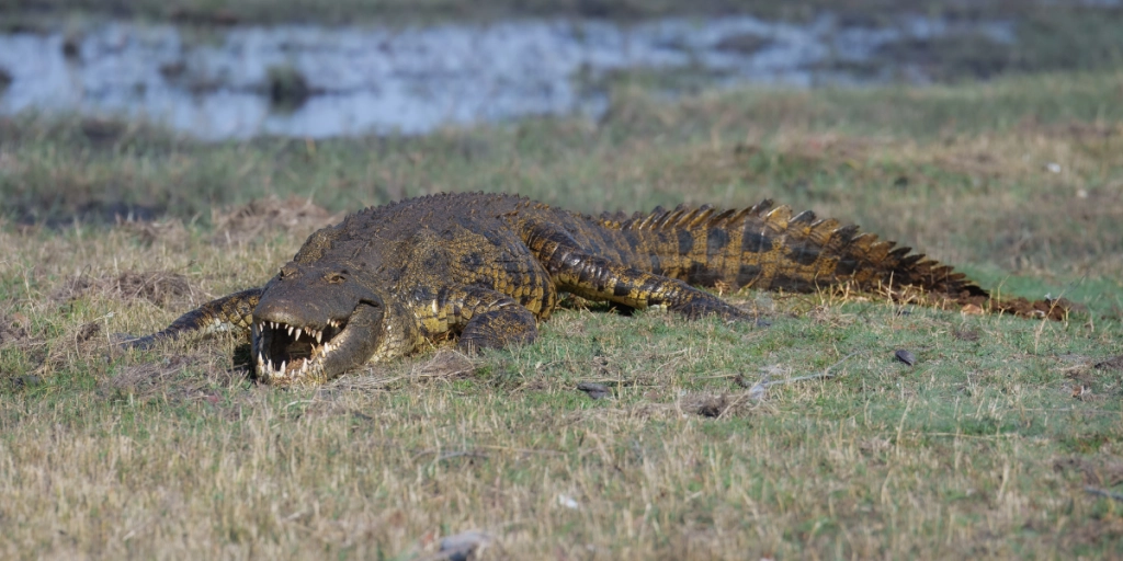 A new "Alligator Alcatraz": Israeli minister weighs using Nile crocodiles to keep prisoners from escaping