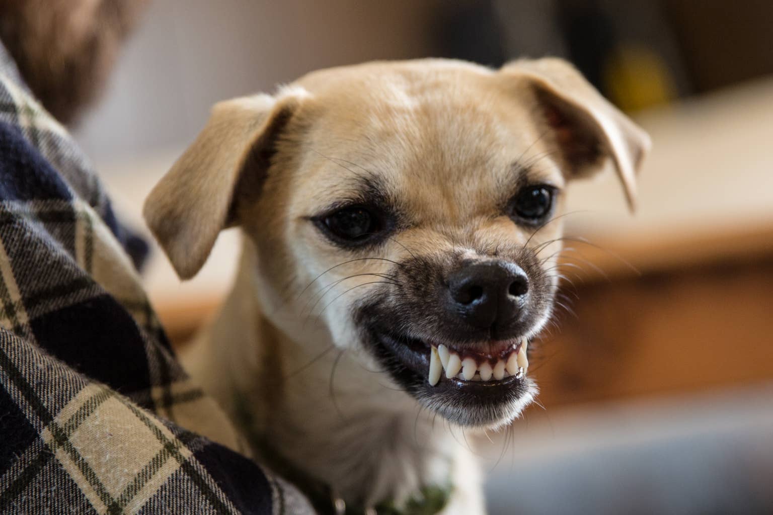 Meet Pluto: The chihuahua who thinks he's a great dane and acts like one