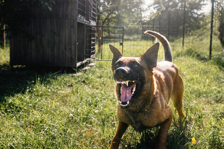Your legal rights if neighbour's dog barks all the time