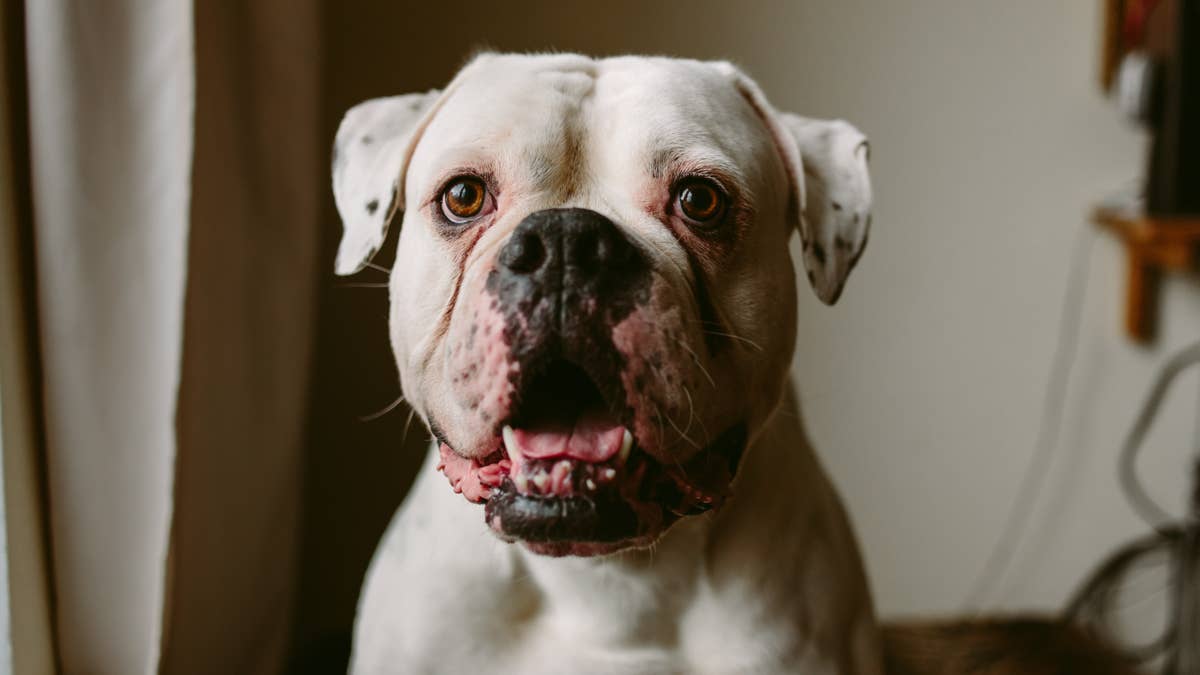 Dog Heard Bad Bunny and Reacted Immediately—' Why He Twerking?'