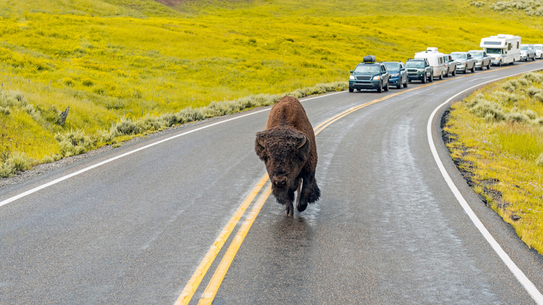 Avoid The Crowds In Yellowstone National Park On This Quiet, Laidback Trail To Awe-Inspiring Geysers