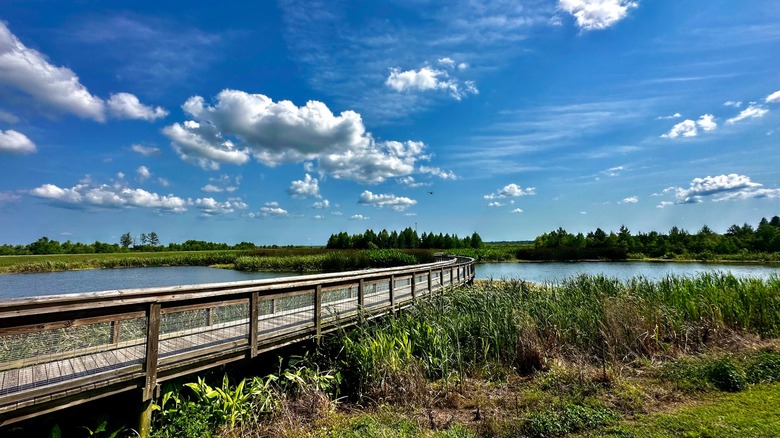 Boardwalk cutting through wetlands in Sweetwater Wetlands Park, Florida