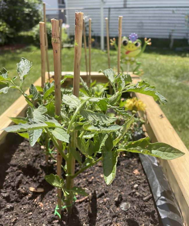 Tomato plants supported by wooden stakes in a garden bed. A decorative frog is in the background