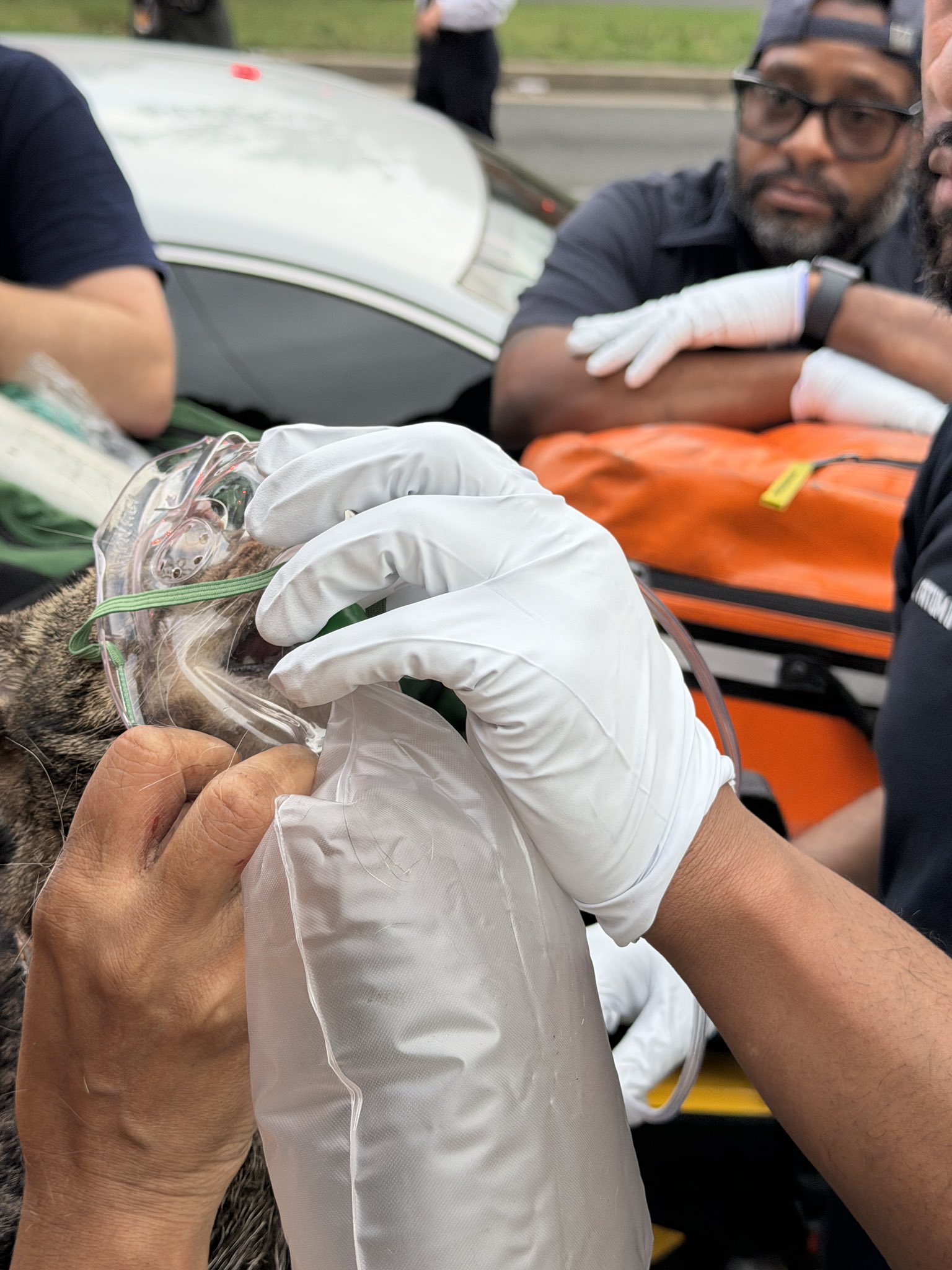 Cats, woman rescued from accidental fire in DC