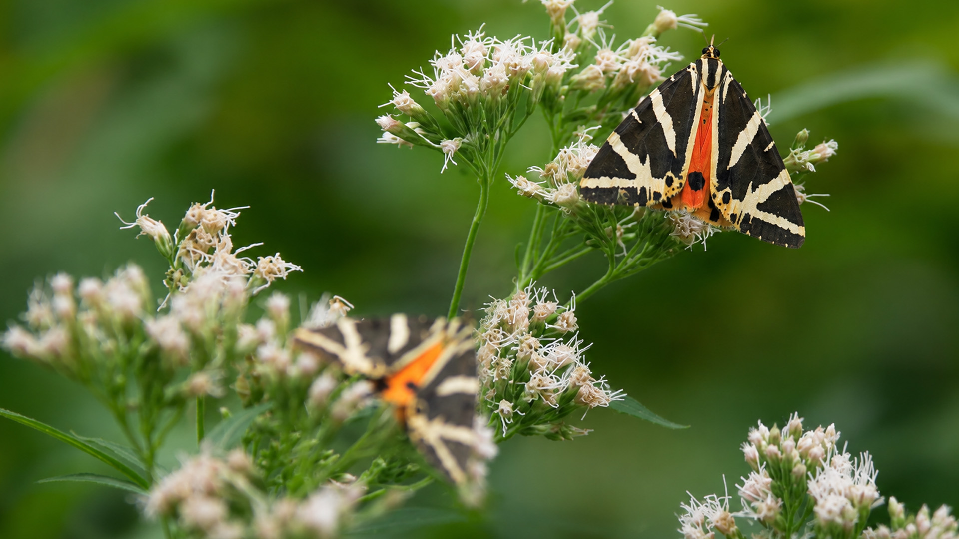 Hidden camera records the delicate beauty of wild tiger moths