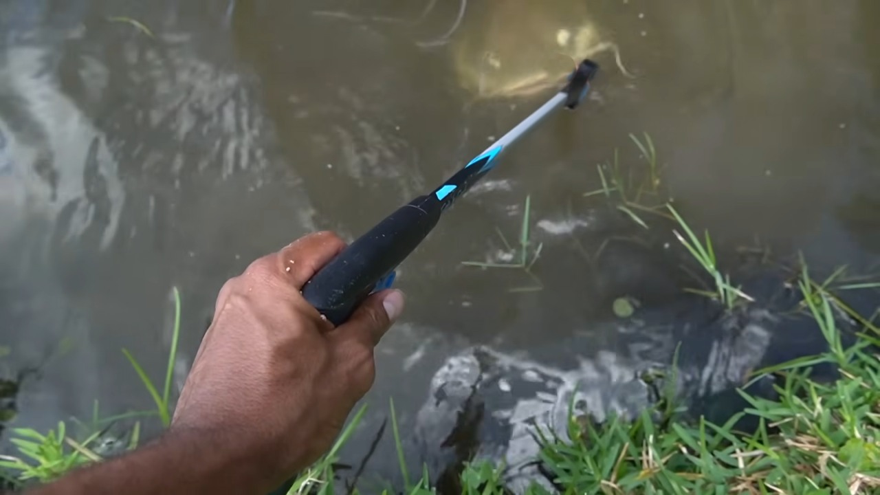 Giant monster fish have started appearing in the shallow waters of ...