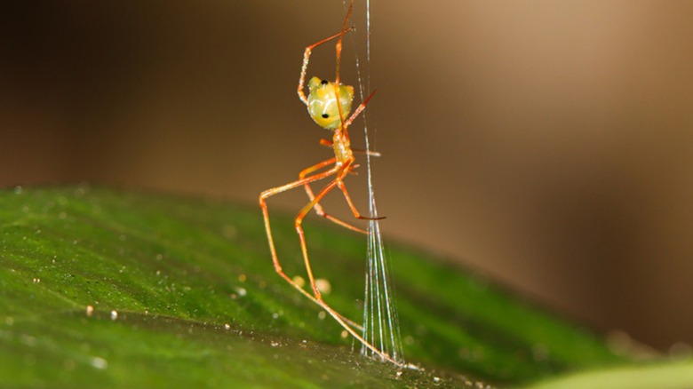 Scientists discovered a new spider species in Australia that hunts with a catapult