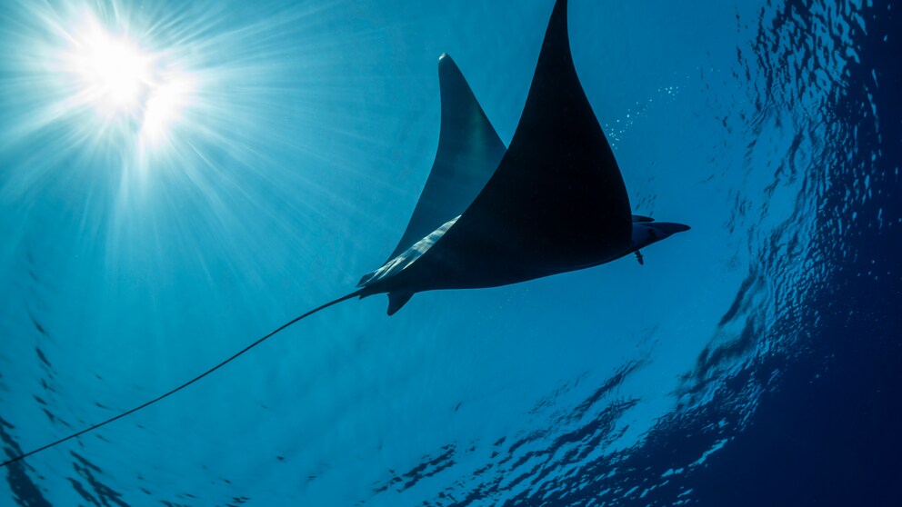 Rare rays spread in the Adriatic