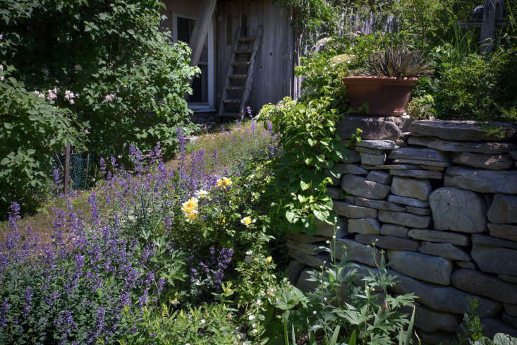 Cottage Garden Visit: ‘Lush and Exuberant’ on Cape Cod