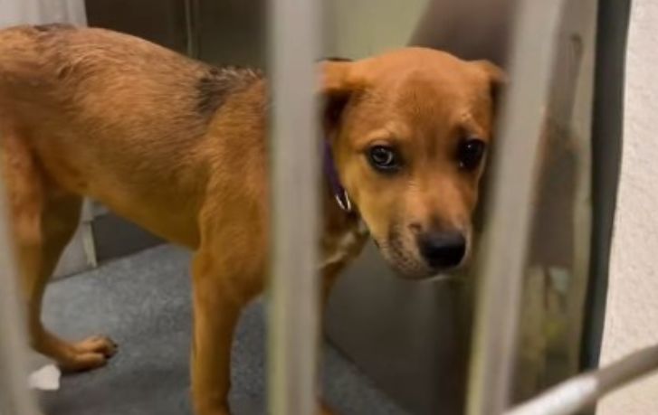 Returned Puppy Puts Dallas Shelter Pressure Into Sharper Focus