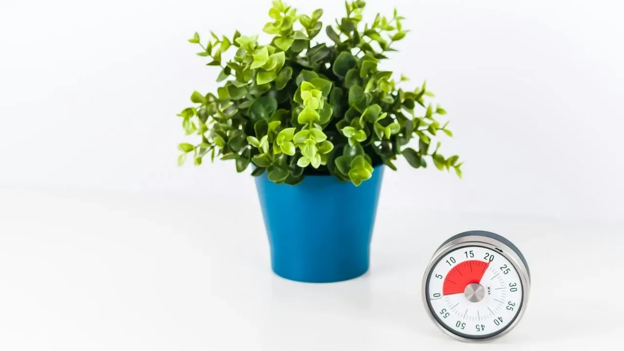 The overlooked tool that prevents plant deaths from watering mistakes