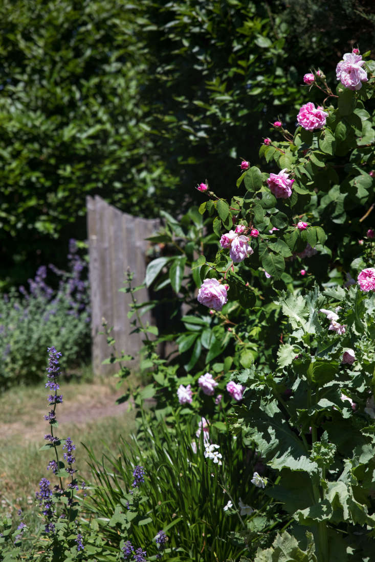 Cape Cod Cottage Garden pink rose cascade