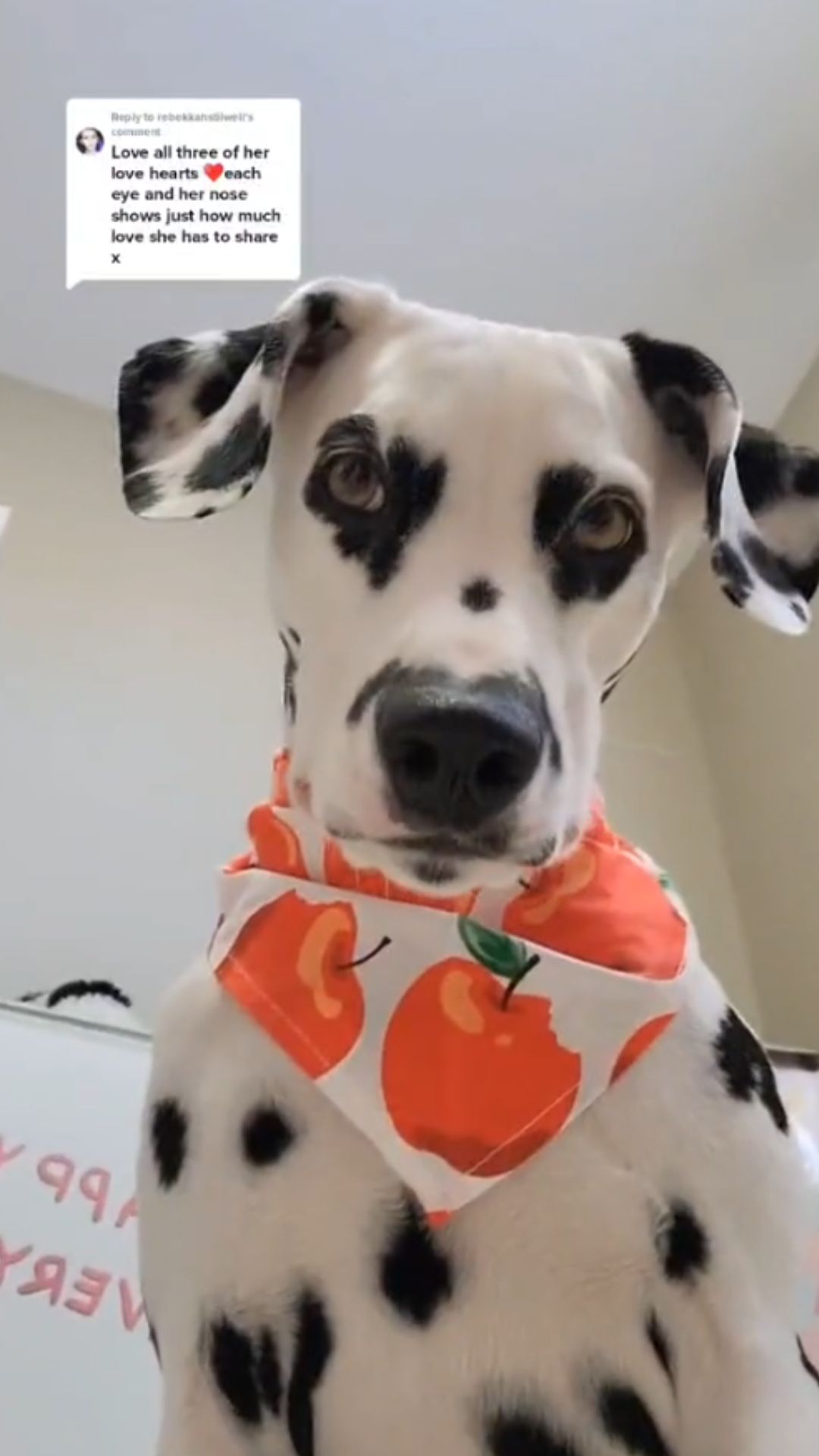 This Dalmatian’s gentle personality shines in the cutest way