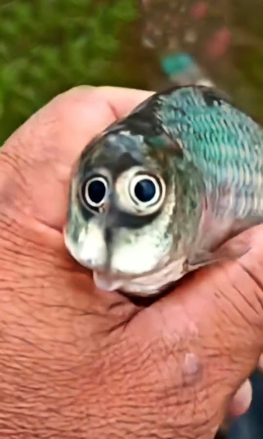Fish has human disease?