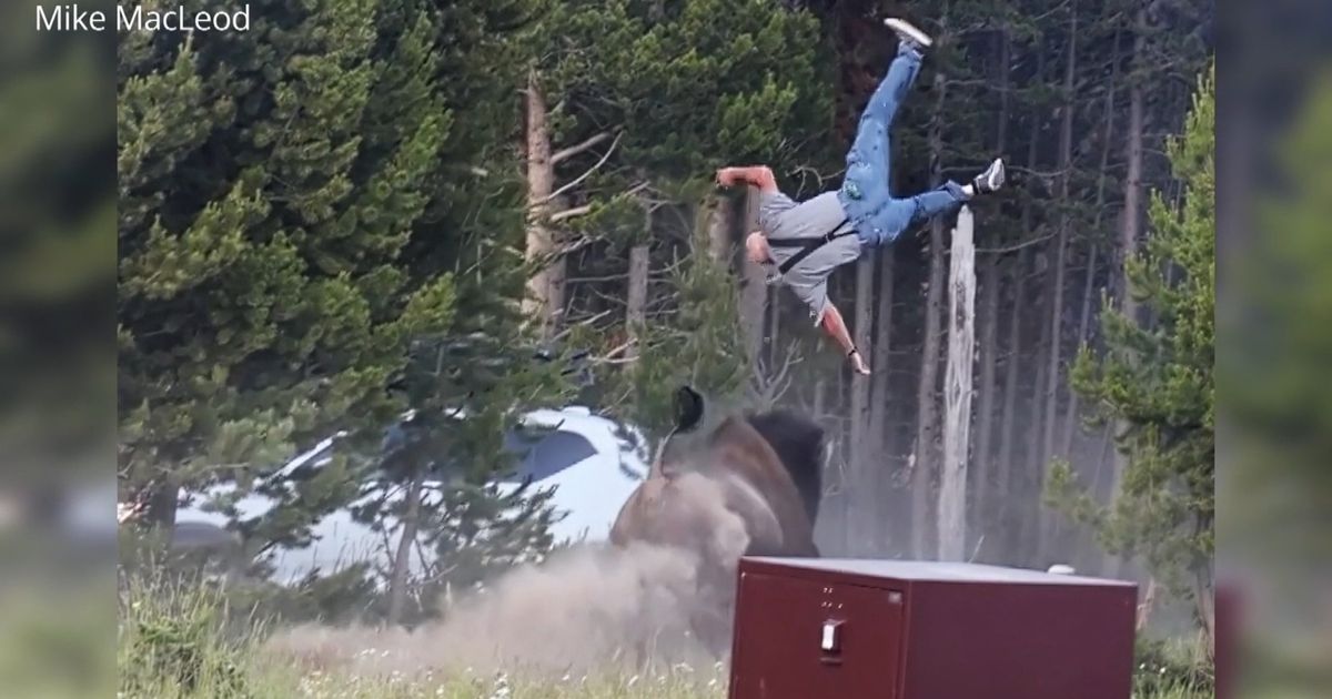 Photographer provides an update on the tourist attacked by a bison in Yellowstone