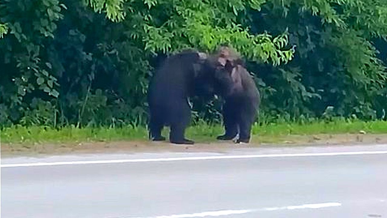 Young brown bears released back into the wild after begging drivers for ...