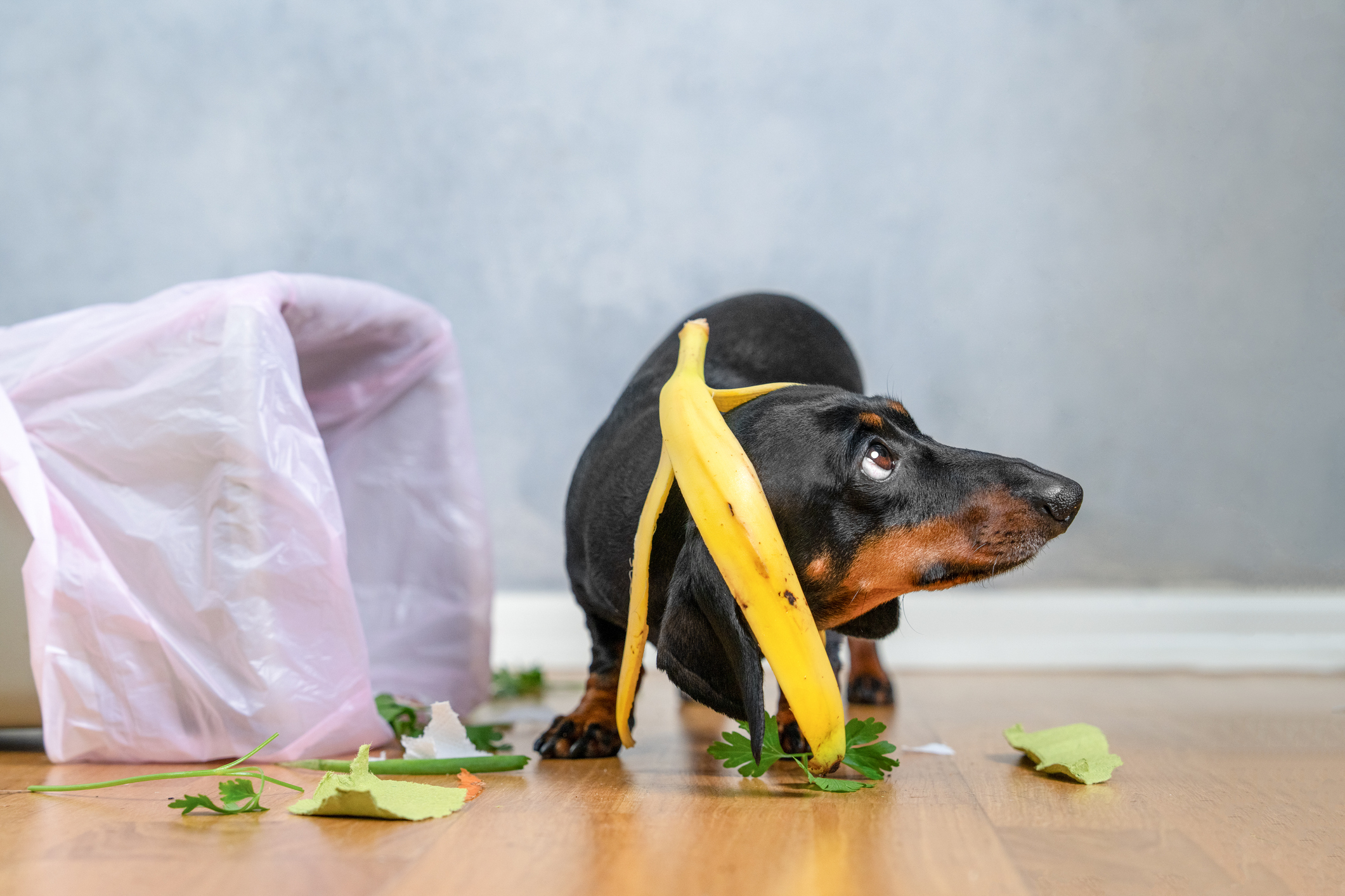 Your dog got into the trash and had a feast. Here's what a vet says to do.