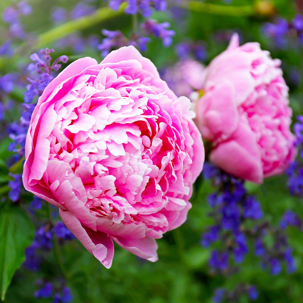 What peonies need in July – 4 vital jobs for huge blooms next year