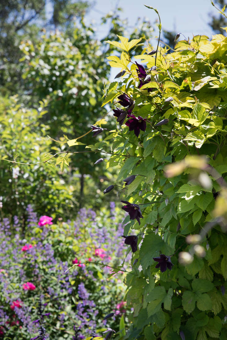 Cape Cod cottage garden hot border