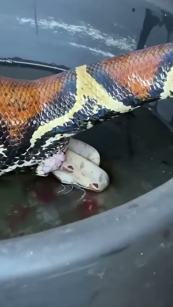 Boa constrictor gives birth because babies develop inside mother