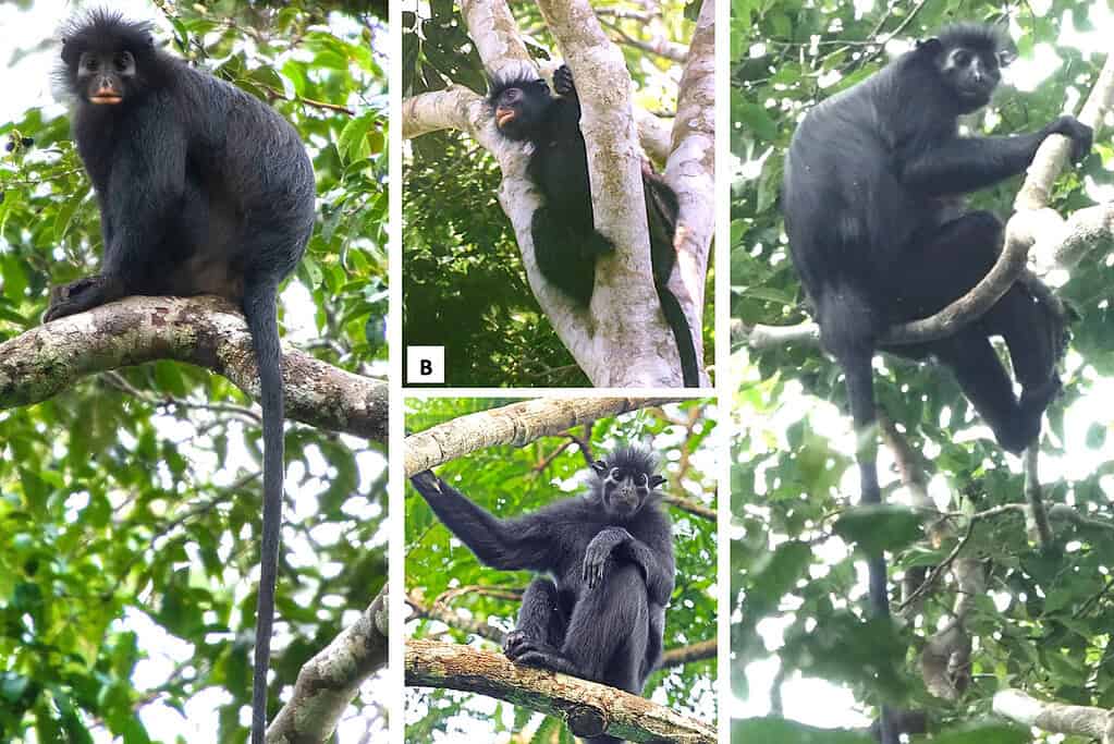 Scientists confirm a striking new monkey species hidden in the Congo rainforest